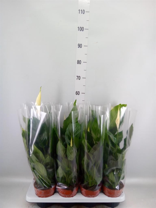 <h4>Spathiphyllum  'Sweet Chico'</h4>