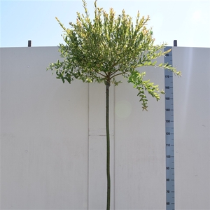 Salix integra 'Hakuro Nishiki' 120ST