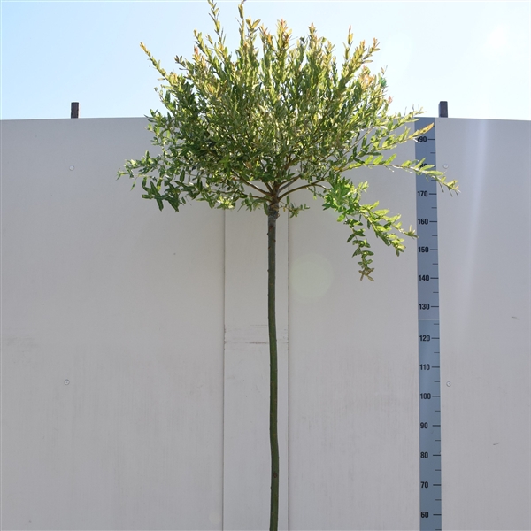 <h4>Salix integra 'Hakuro Nishiki' 120ST</h4>