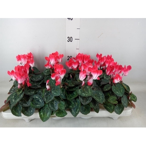Cyclamen KL 'Compact Fuji'