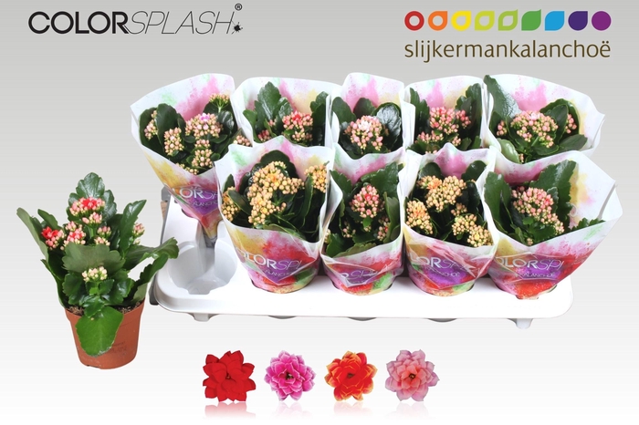 <h4>KAL GE GEM 4 KL</h4>