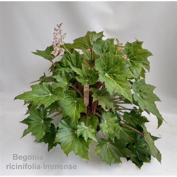 <h4>Begonia ricinifolia 'Immense' 23cm</h4>
