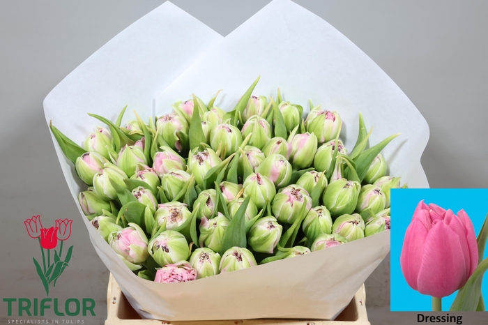 <h4>TU DU DRESSING</h4>