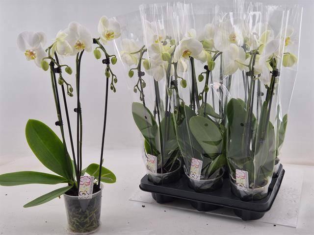 <h4>PHAL EL CASCADE</h4>