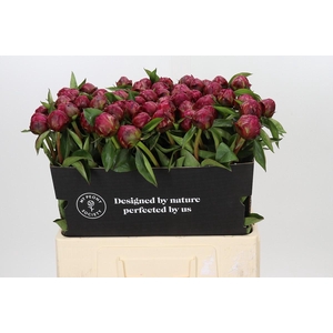 Paeonia Paul M. Wild