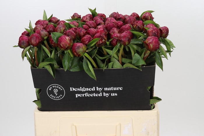 <h4>Paeonia Paul M. Wild</h4>