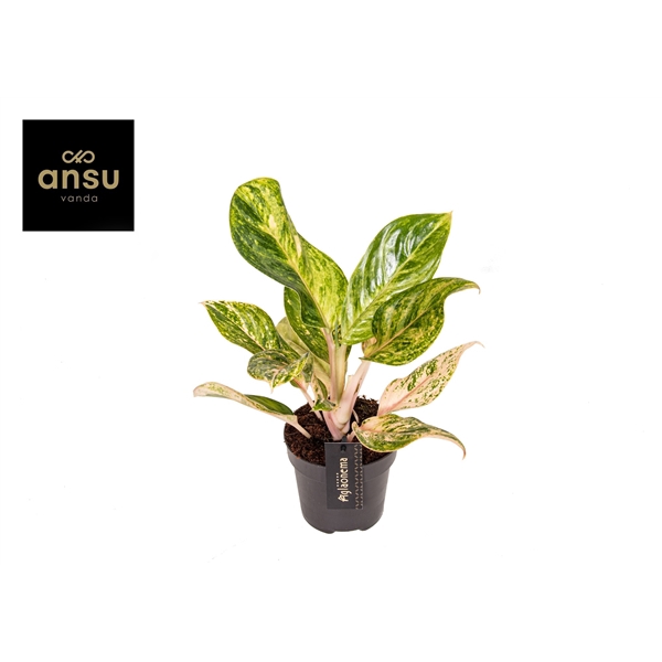 <h4>Aglaonema Peach Pearl</h4>