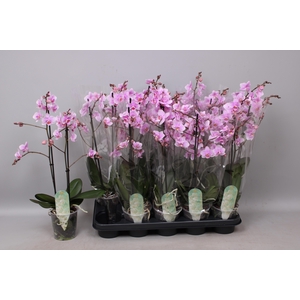 PHAL MF F ROSANNE