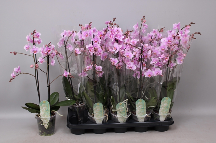 <h4>PHAL MF F ROSANNE</h4>