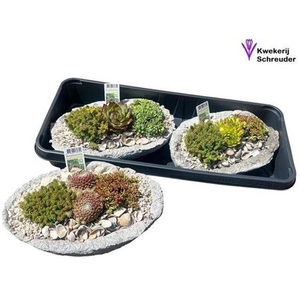 arr8 Arr Tuinplanten Beton Ovaal