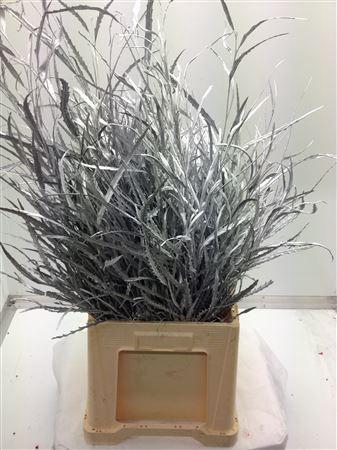 <h4>Grevilea Zilver</h4>