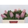 Protea Cynaroides