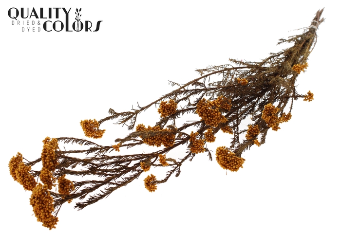 Rice Flower Preserved per bunch Apricot