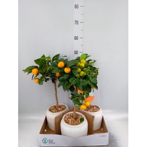 Arr.   Kamerplant Groen L%