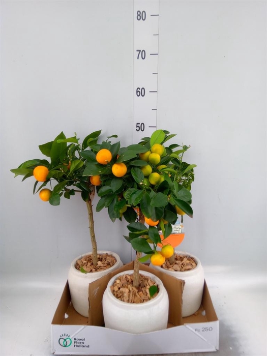 <h4>Arr.   Kamerplant Groen L%</h4>