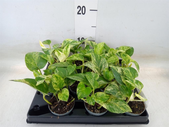 <h4>Epipremnum pinn. 'Marble Queen'</h4>