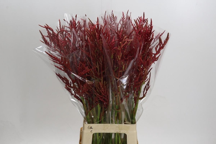 <h4>Bromelia Red Paloma</h4>