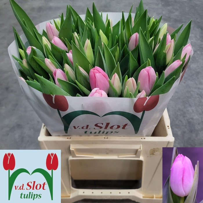 <h4>TU EN DYNASTY</h4>