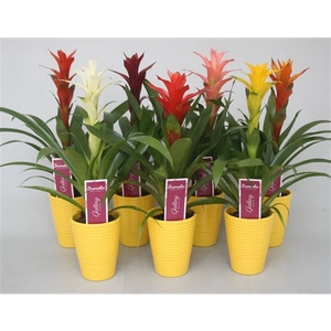 Guzmania gemengd in geel ribbel keramiek