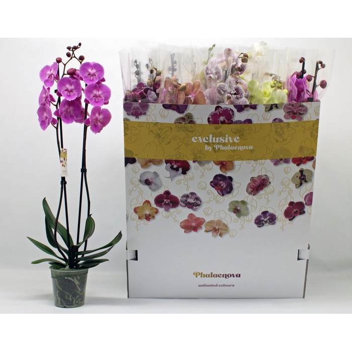 <h4>PHAL GEM 10 KL</h4>