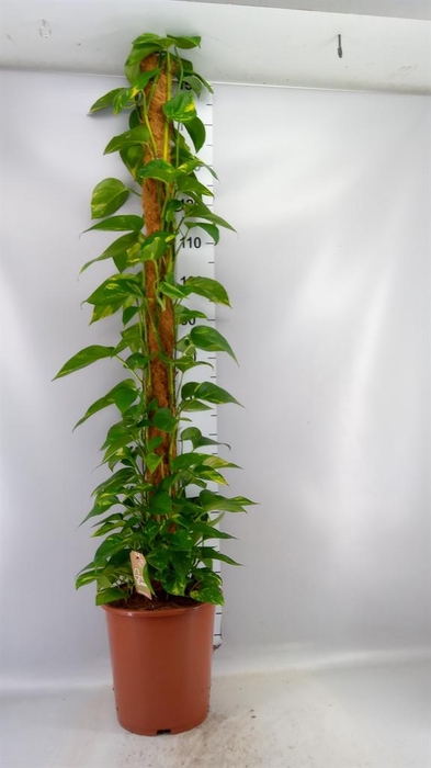 <h4>Epipremnum pinn.   ...moss stick</h4>