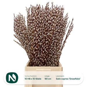 SALIX WILGENKATJES