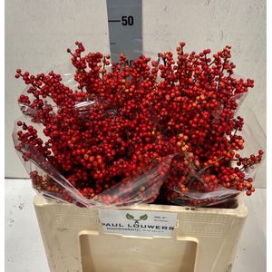 Ilex verticillata