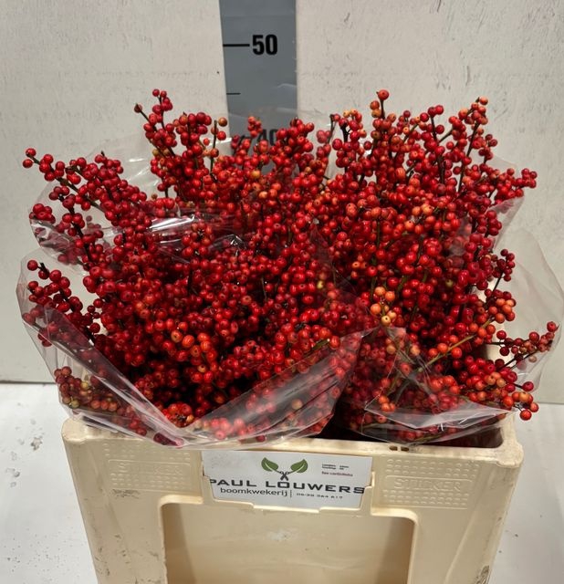 <h4>Ilex verticillata</h4>