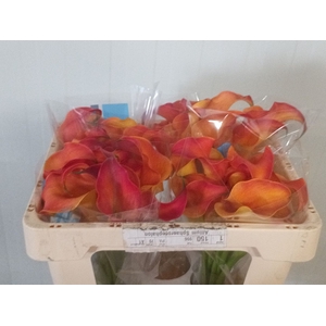 Calla Odeon