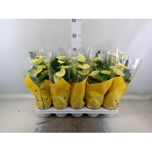 Anthurium andr. 'Vanilla'