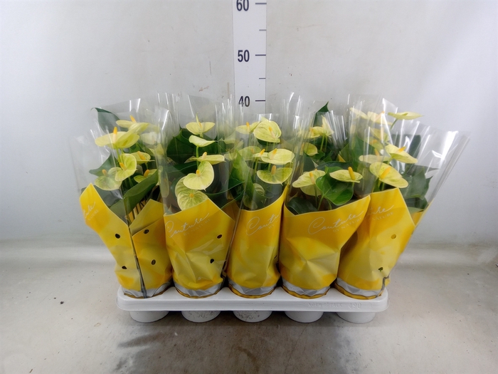 <h4>Anthurium andr. 'Vanilla'</h4>