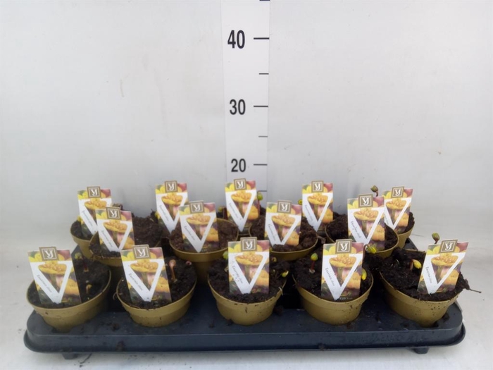 <h4>Eranthis hyemalis</h4>