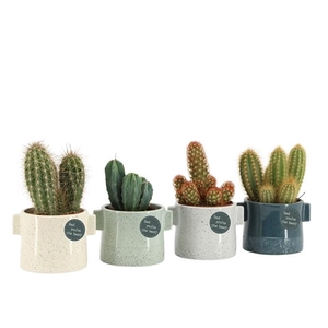 Cactus overig