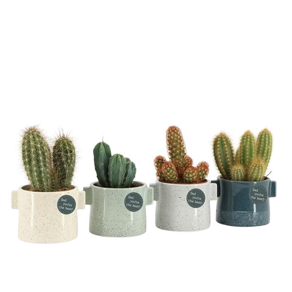 <h4>Cactus overig</h4>
