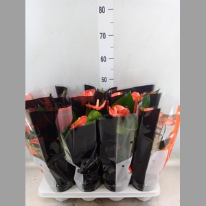 Anthurium andr. 'Madural Orange'