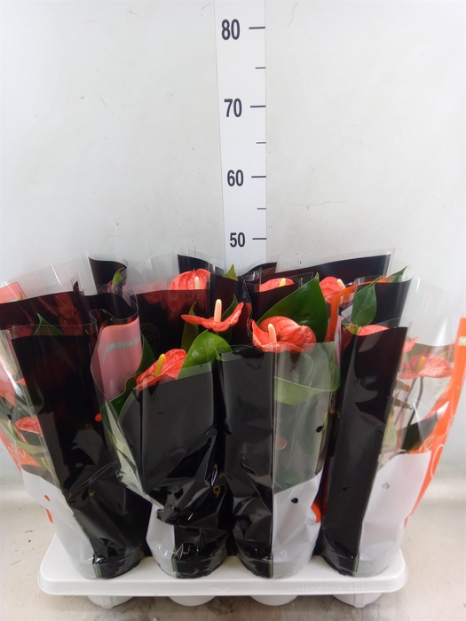 <h4>Anthurium andr. 'Madural Orange'</h4>