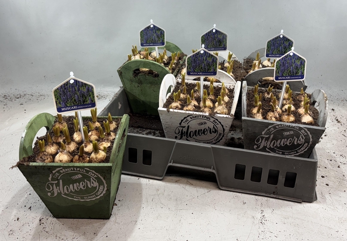 <h4>ARR MUSCARI</h4>