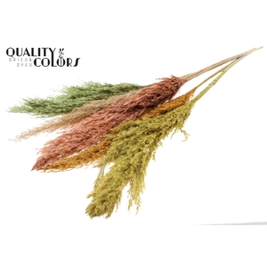 Pampas Grass 100cm 5st/bunch Summer Mix