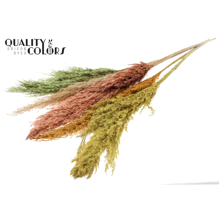 <h4>Pampas Grass 100cm 5st/bunch Summer Mix</h4>