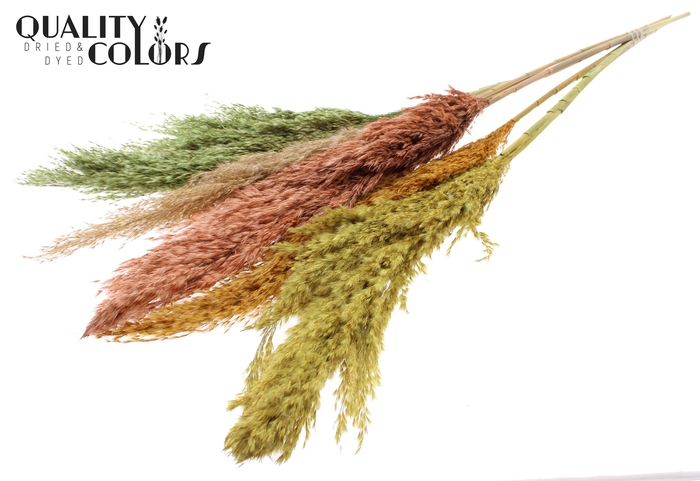 Pampas Grass 100cm 5st/bunch Summer Mix