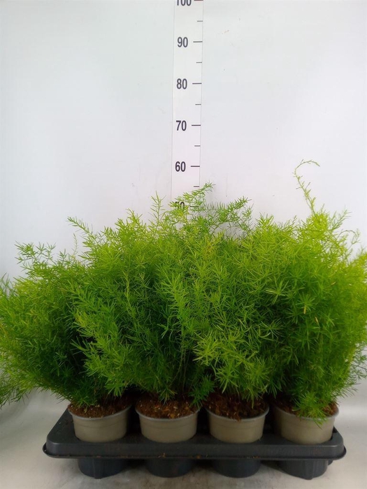 <h4>Asparagus dens. 'Sprengeri'</h4>