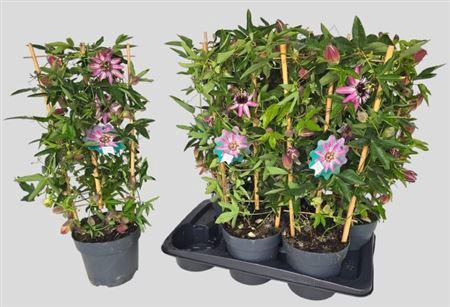 <h4>Passiflora 'Victoria'</h4>