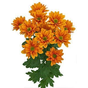 CHRYSANTHEMUM TR 'KAYA'