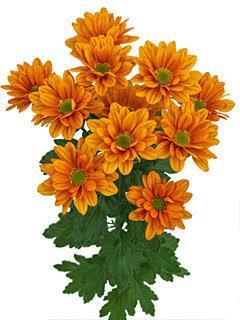 <h4>CHRYSANTHEMUM TR 'KAYA'</h4>