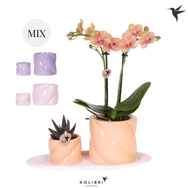 <h4>Kolibri Gift Set small Optimism low mix</h4>