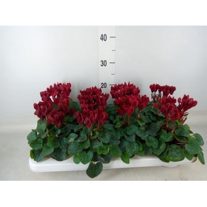 Cyclamen KL 'Compact'