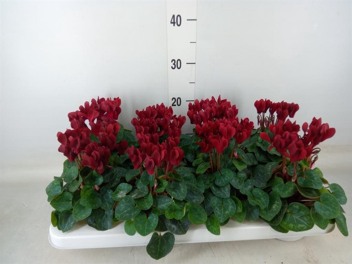 <h4>Cyclamen KL 'Compact'</h4>