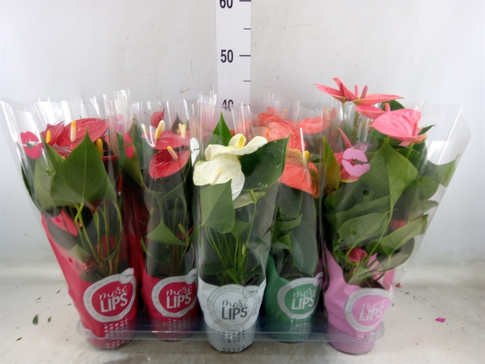 <h4>Anthurium   ...mix</h4>