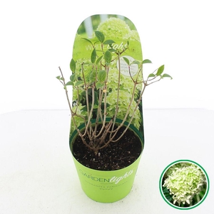 Hydrangea pan. 'Whitelight'® C2 (17cm.) Potcover