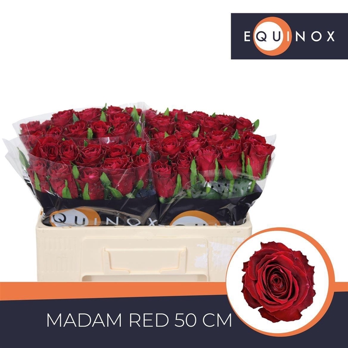 <h4>R GR MADAM RED</h4>